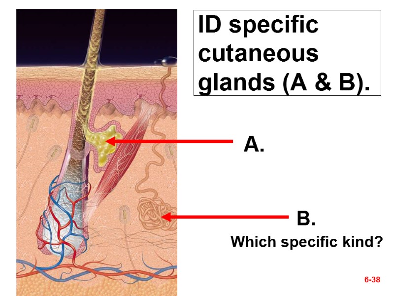 ID specific cutaneous glands (A & B). 6-38 A. B. Which specific kind?